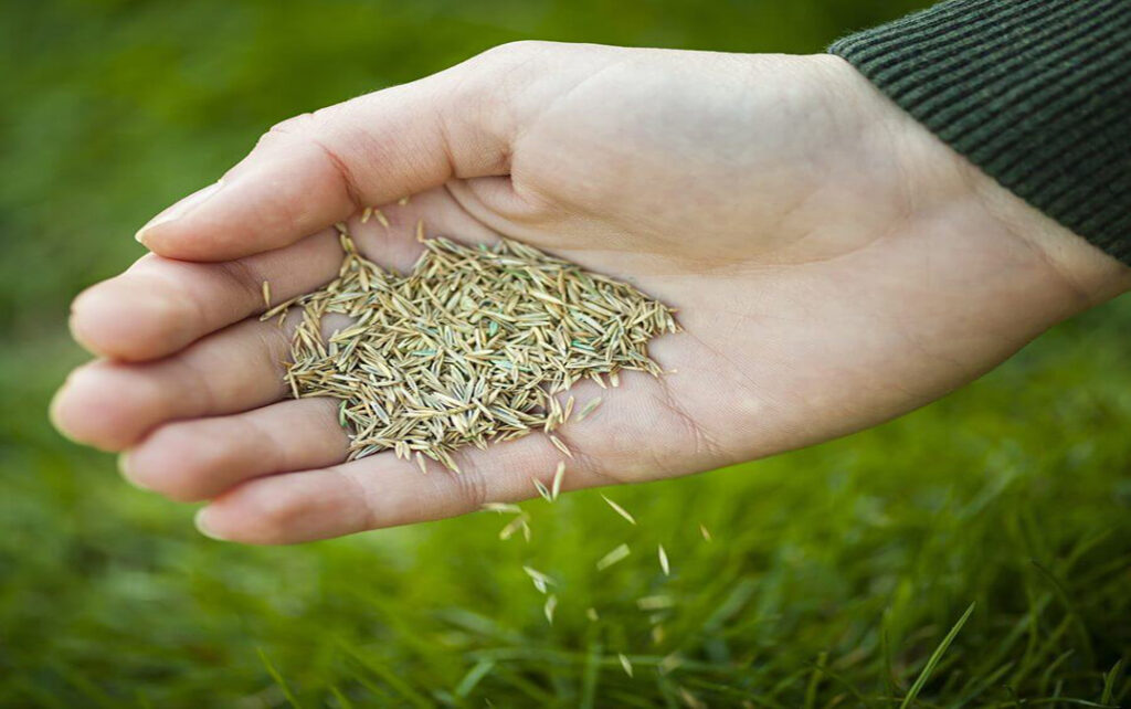 OVERSEEDING & FERTILIZING post thumbnail icon